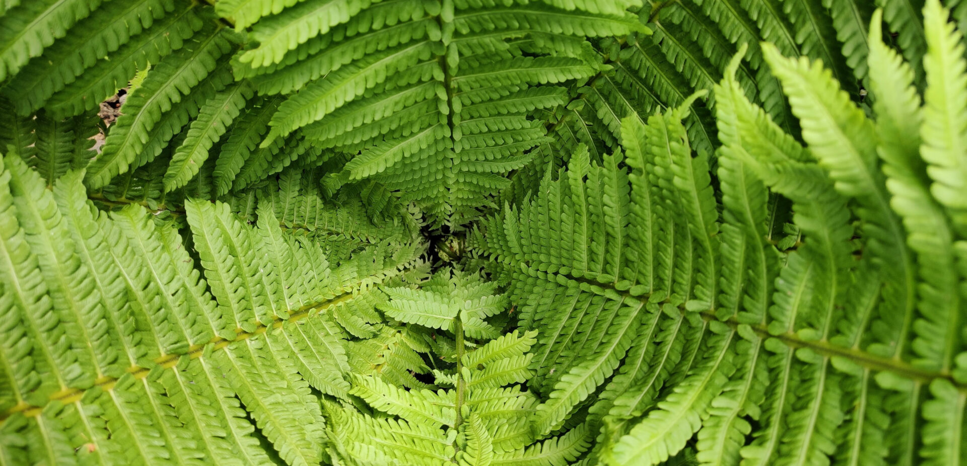 Fern Crop 1920x926